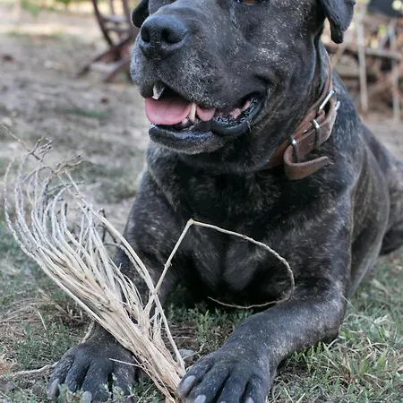 El Sueno De Mama Homestay Tegueste