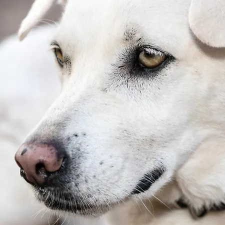 El Sueno De Mama Homestay Tegueste