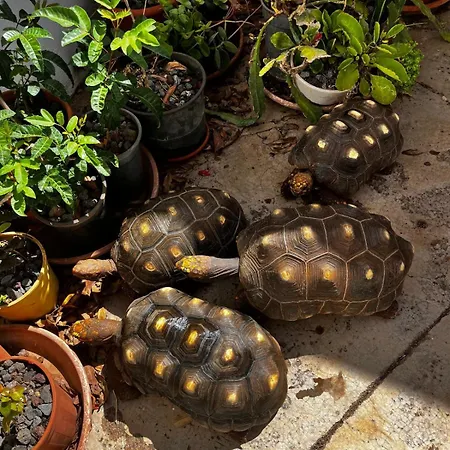 Vuelve Al Origen - Nomadas Digitales Séjour chez l'habitant Tegueste