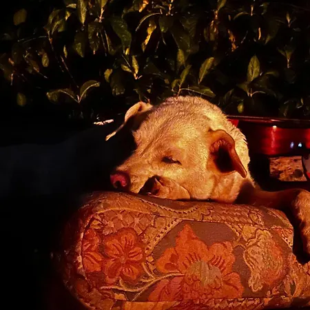 Homestay El Sueno De Mama *