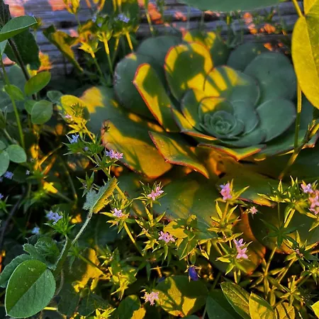 Homestay El Sueno De Mama Tegueste