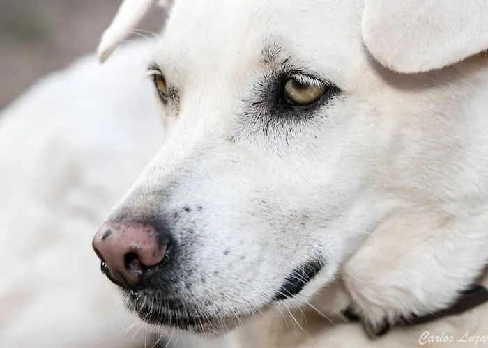 El Sueno De Mama Privat bolig Tegueste